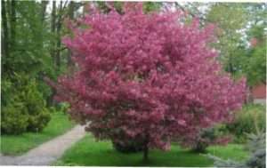 Яблуня Недзвецького