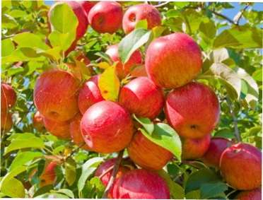 Як провести формування яблуні самостійно: інструкція та схеми Обрізання і формування яблуні: рекомендації для початківців