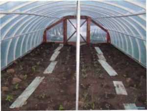 Арочна модель теплиці з пластикових труб з фото