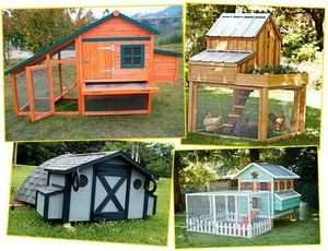 Курник на 20 курей - проекти і креслення