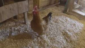 Курник своїми руками на 20 курей