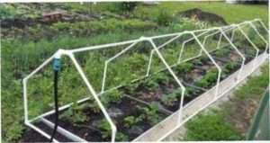 Вибір місця для теплиці