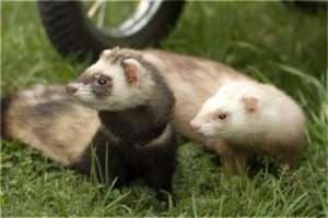 Ласки і тхори - головні хижаки на курей: методи боротьби з хижаками - як позбутися раз і назавжди