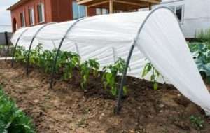 Вирощування овочів та зелені в теплиці та парнику