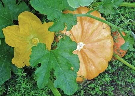 Небезпечні хвороби гарбуза: опис і методи боротьби