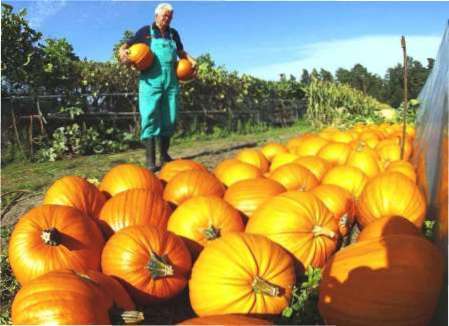 Коли прибирати гарбузи з городу восени для зберігання на зиму Коли прибирати гарбуз з городу