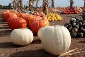 Терміни дозрівання гарбуза