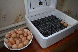 Огляд інкубатора Ідеальна квочка - переваги на недоліки