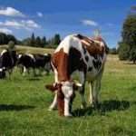 Особливі призначення Пенстрепа