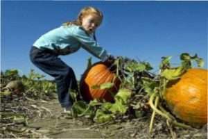 Збір врожаю