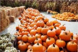 Деякі поради щодо зберігання гарбуза