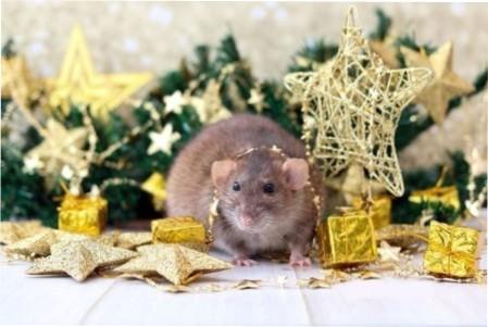 Меню на рік білого металевого пацюка (щура)