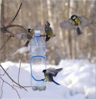 Чим годувати птахів взимку