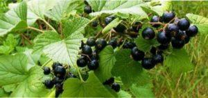 Для чого ж потрібне проведення даної процедури