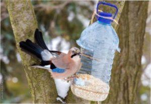  Без допомоги людини пернатим буде складно перенести зиму