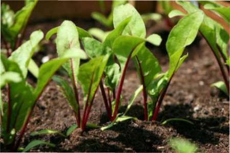 Як правильно виростити розсаду буряка