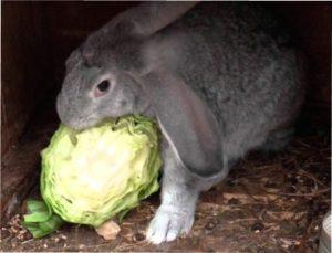 У зимовий час тварини особливо потребують поживних речовинах