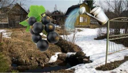 Обробка смородини навесні від хвороб і шкідників