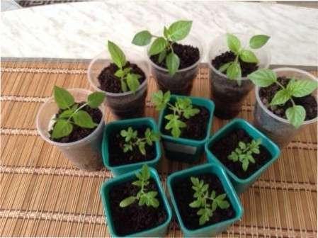 Народні засоби для підживлення розсади перцю і томатів