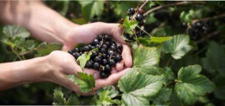 Хвороби і шкідники чорної смородини. Як з ними боротися?