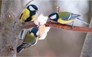 Ці види мають гостру потребу в підгодівлі: синиці, снігурі, чижі і щиглики