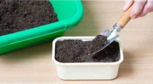 Терміни посадки буряка на розсаду фото