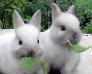 Норми і види корму