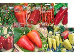 Догляд за розсадою перця