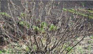 План робіт садівника навесні