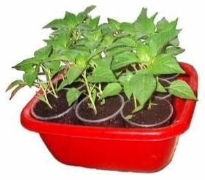 Обробка насіння перця перед висадкою.