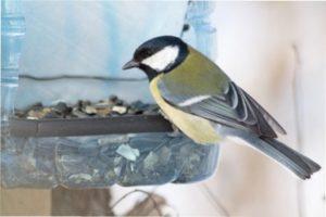 Як та чим годувати птахів взимку у годівниці