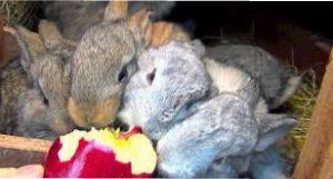 У їжу обов'язково підмішують вітамінно-мінеральні добавки