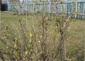 Основна специфіка обприскування червоної, чорної і білої смородини