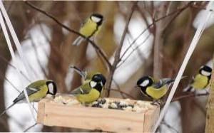 Ці продукти категорично протипоказані для пташок