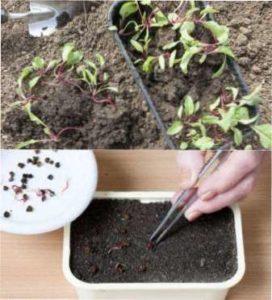 Посів насіння розсади буряка