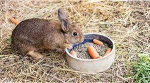 Основні види кормів: соковиті, грубі, зелені і концентровані
