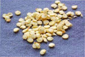 Підготовка ємностей для посіву перцю