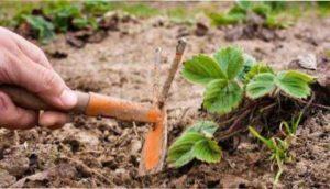 Коли приступати до обробки полуниці навесні