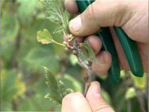 Обливання куща окропом ранньою весною.