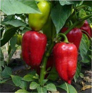 Поради щодо вибору сортів перцю