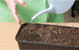 Догляд за розсадою буряка фото