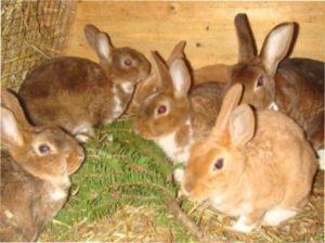 Грубий корм для кроликів взимку