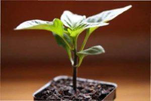 Покрокова інструкція посадки насіння перцю