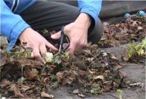 План весняних робіт по догляду за полуницею