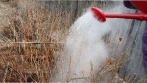 Перша обробка саду від шкідників і хвороб