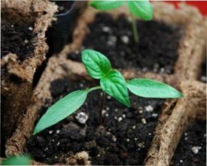 насіння перцю