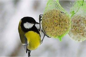 Годівниці можна наповнювати будь-яким кормом