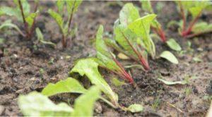 Пересадка розсади буряка у відкритий грунт