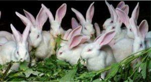 Кролики дуже люблять сіно, солому і деревні гілки