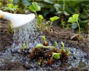 Розмноження садової суниці